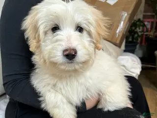 Goldendoodle dogs for sale: Jackson - Ad 3