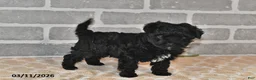 Maltipoo dogs for sale: Pixie - Ad 4