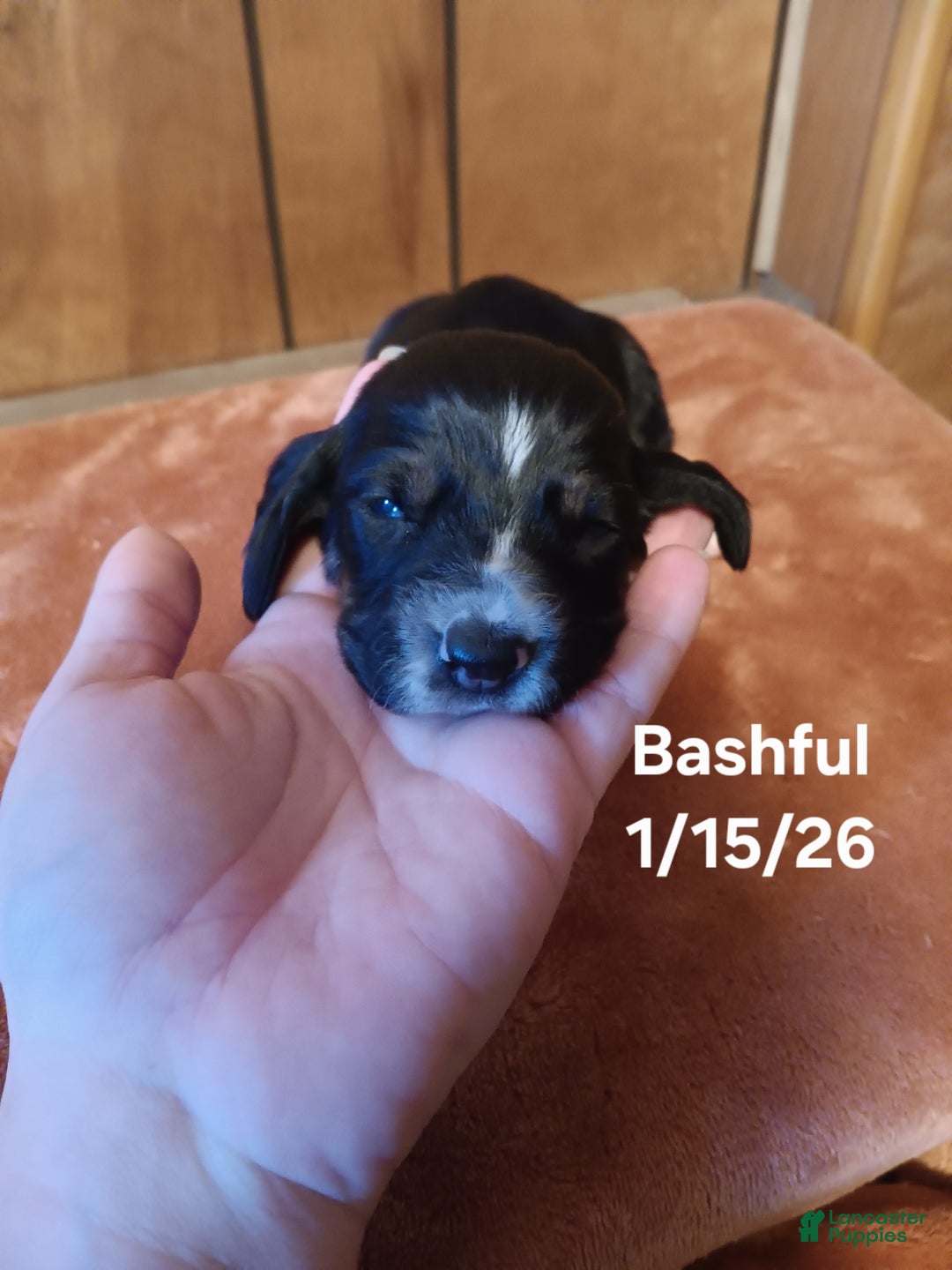 Basset Hound dogs for sale: Bashful - Ad 3