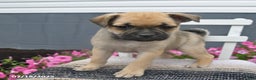 Mixed Breed dogs for sale: Bandit - Ad 6