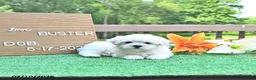 Maltese dogs for sale: Buster - Ad 3