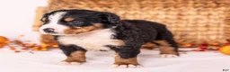 Bernese Mountain Dog dogs for sale: Robin - Ad 5