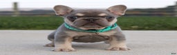 French Bulldog dogs for sale: Arie - Ad 4