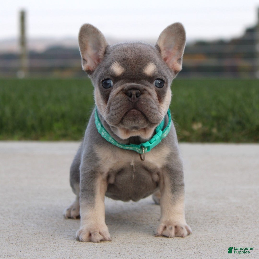 French Bulldog dogs for sale: Arie - Ad 4