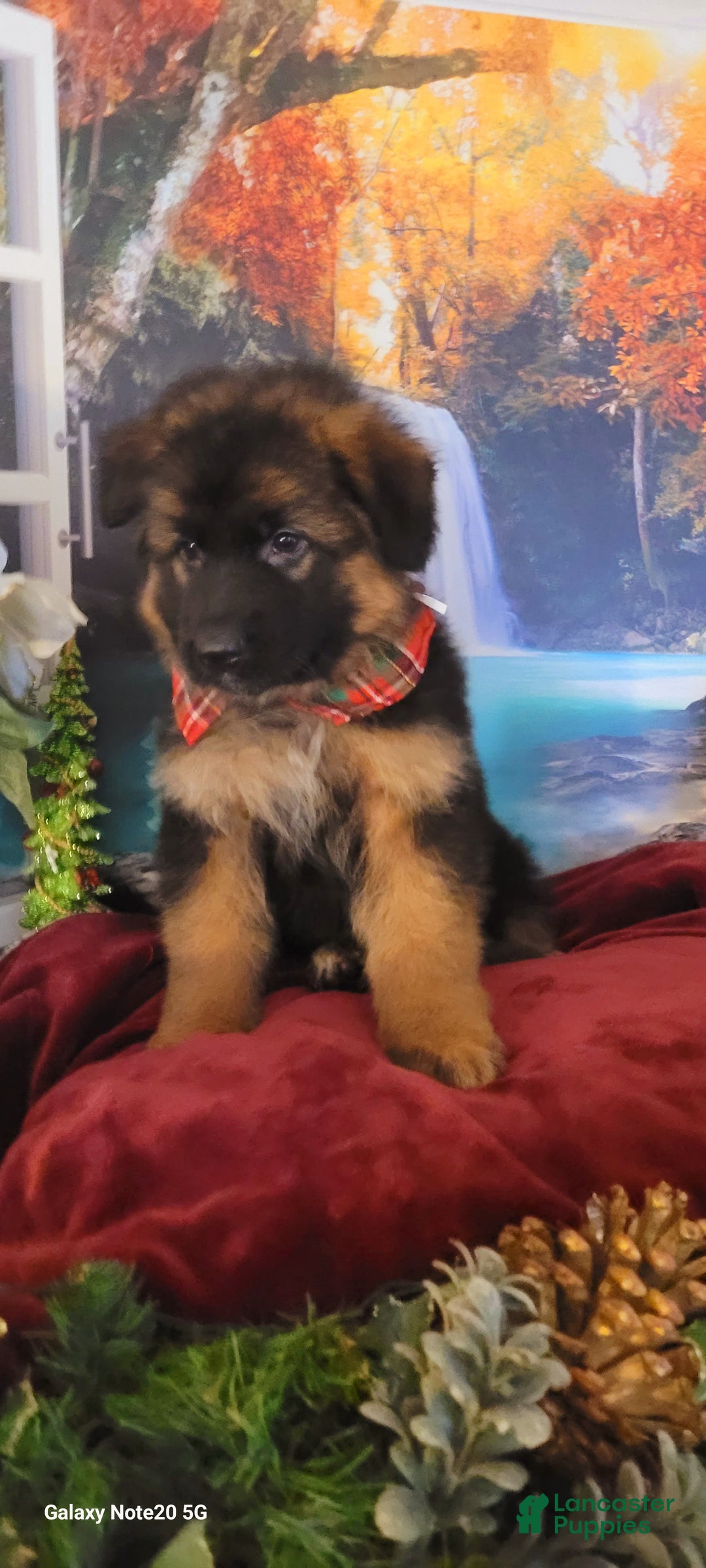 German Shepherd dogs for sale: Dasher - Ad 4