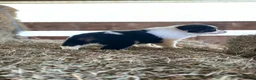 Australian Shepherd dogs for sale: Bella - Ad 3