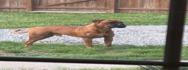 Ram