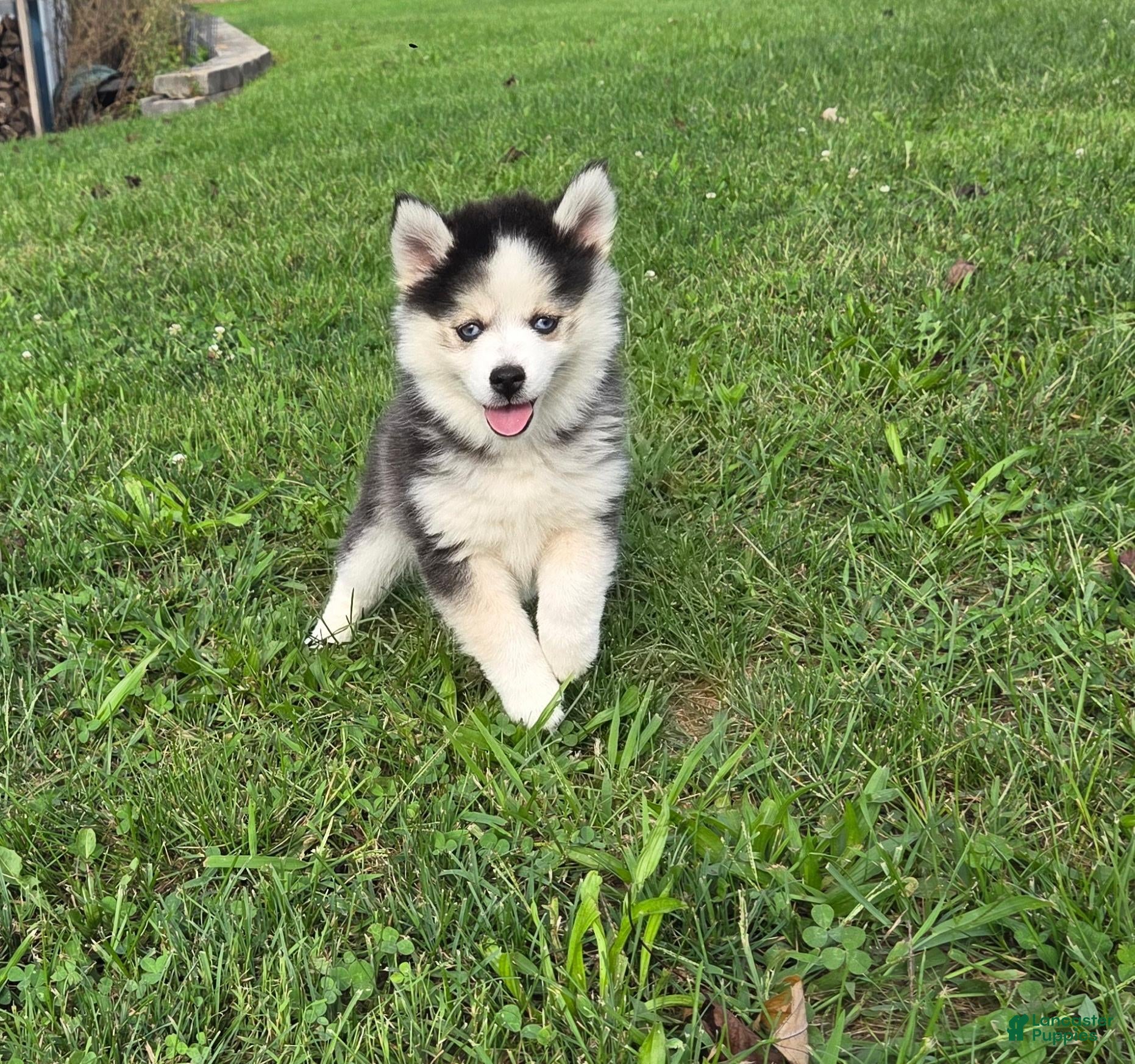 Pomsky dogs for sale: Buttercup - Ad 1