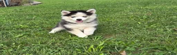 Pomsky dogs for sale: Buttercup - Ad 1