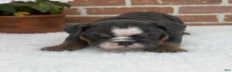 English Bulldog dogs for sale: Taylor - Ad 8