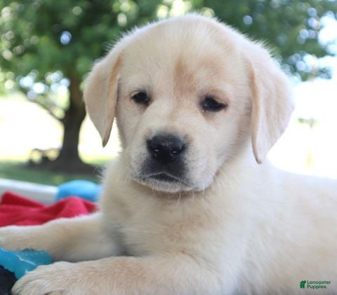 Labrador Retriever dogs Logan- Champ lines - Ad 1