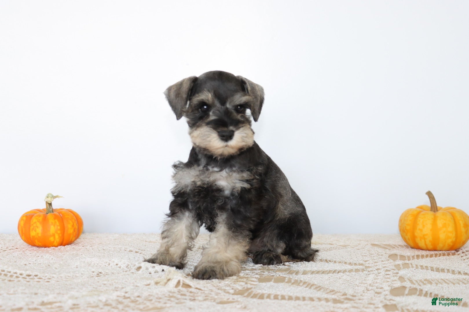 Miniature Schnauzer dogs for sale: Dolly - Ad 2