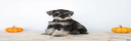Miniature Schnauzer dogs for sale: Dolly - Ad 1