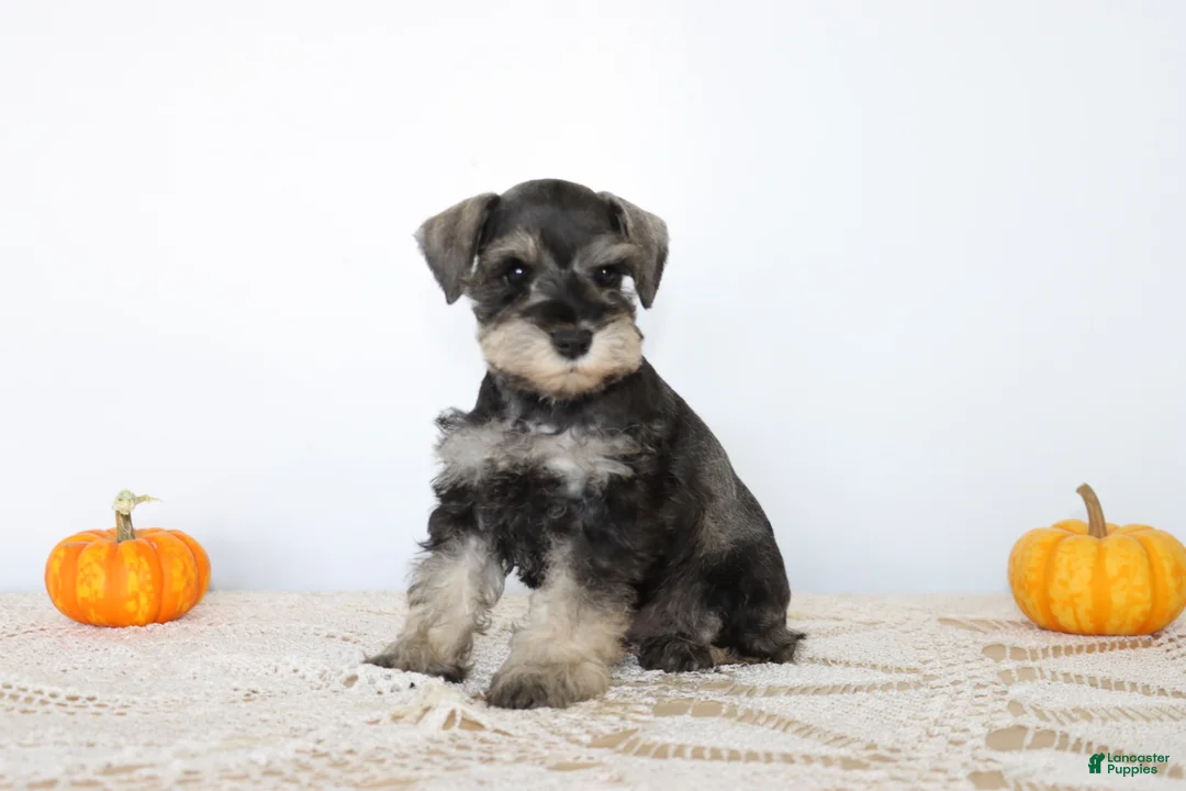 Miniature Schnauzer dogs for sale: Dolly - Ad 1