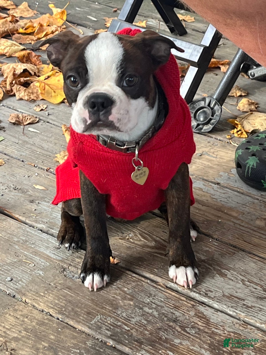 Gallery Image {{count}}