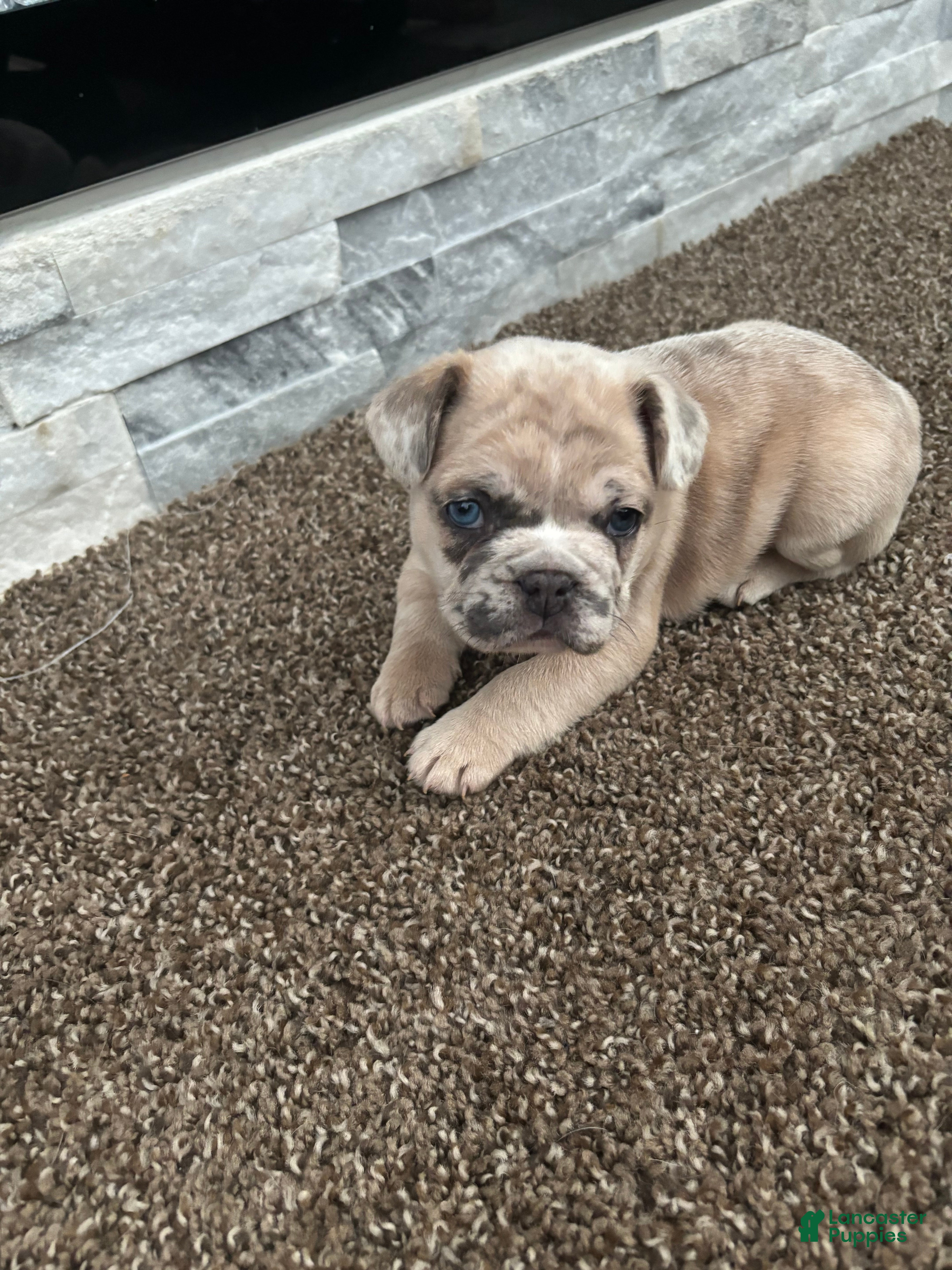 French Bulldog dogs for sale: Blu - Ad 3