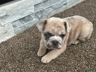 French Bulldog dogs Blu - Ad 19