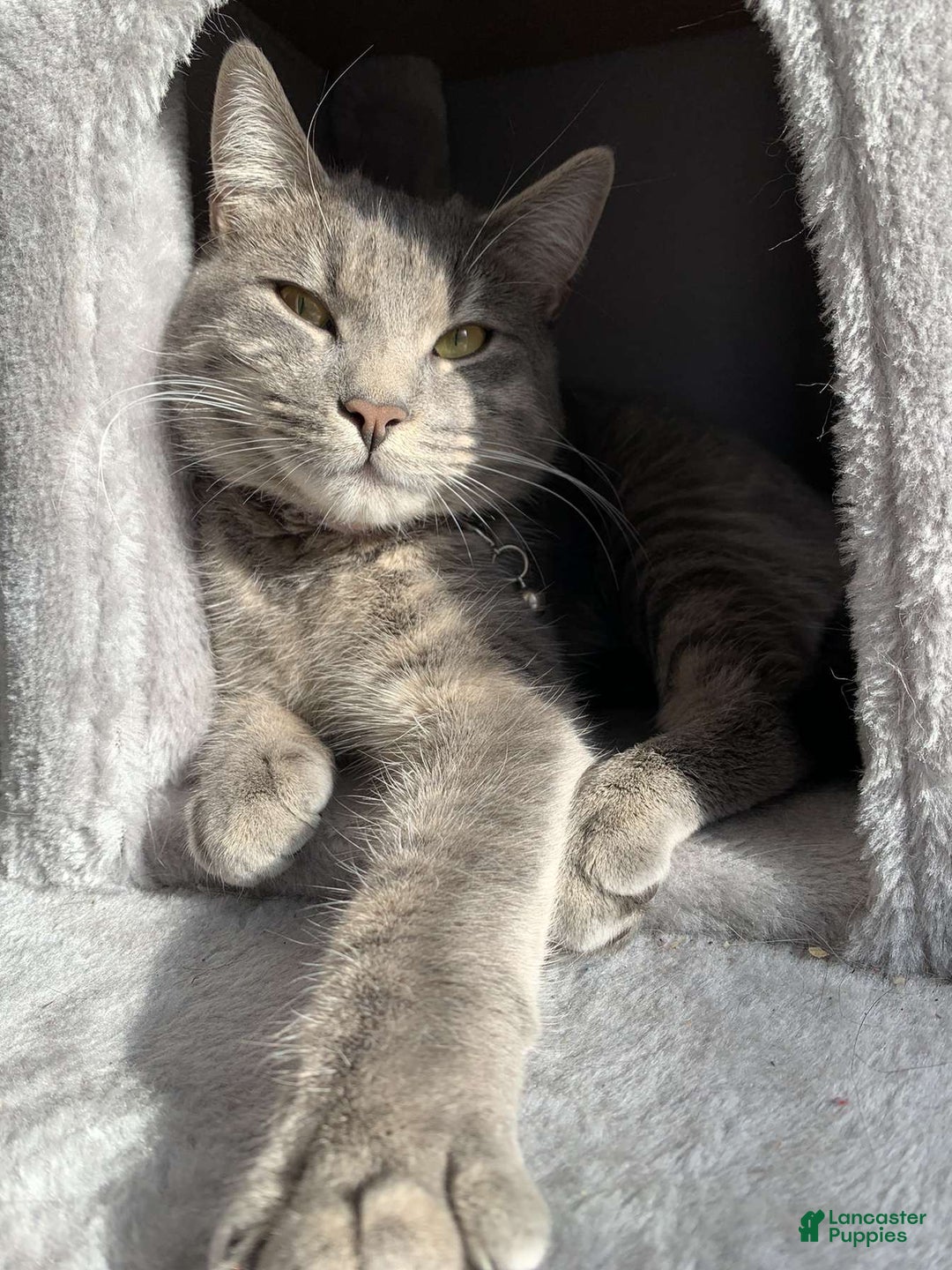 Mixed Breed dogs for sale: rosy - Ad 2