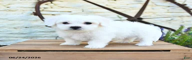 Erik