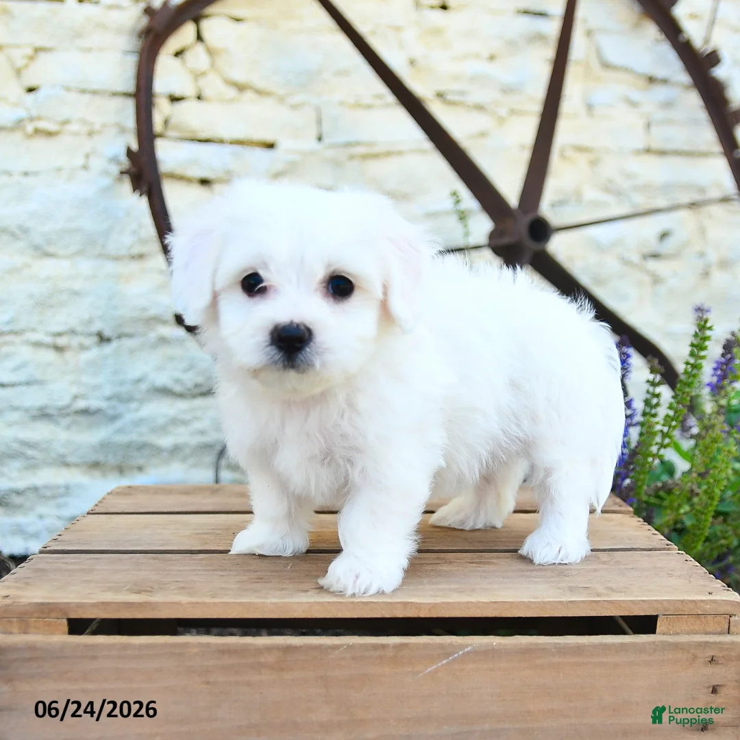 Mixed Breed dogs for sale: Erik - Ad 1