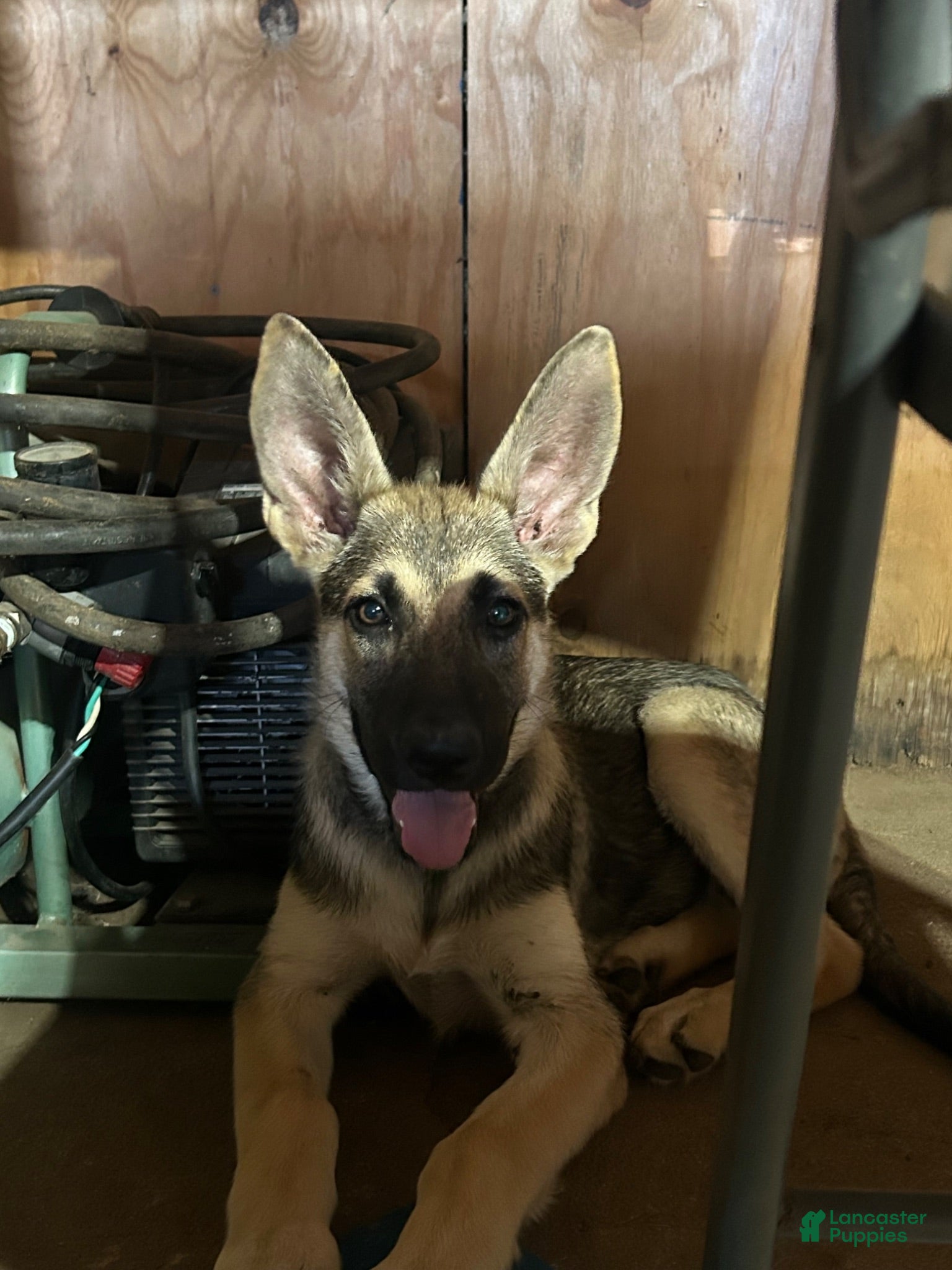 German Shepherd dogs Heidi - Ad 2