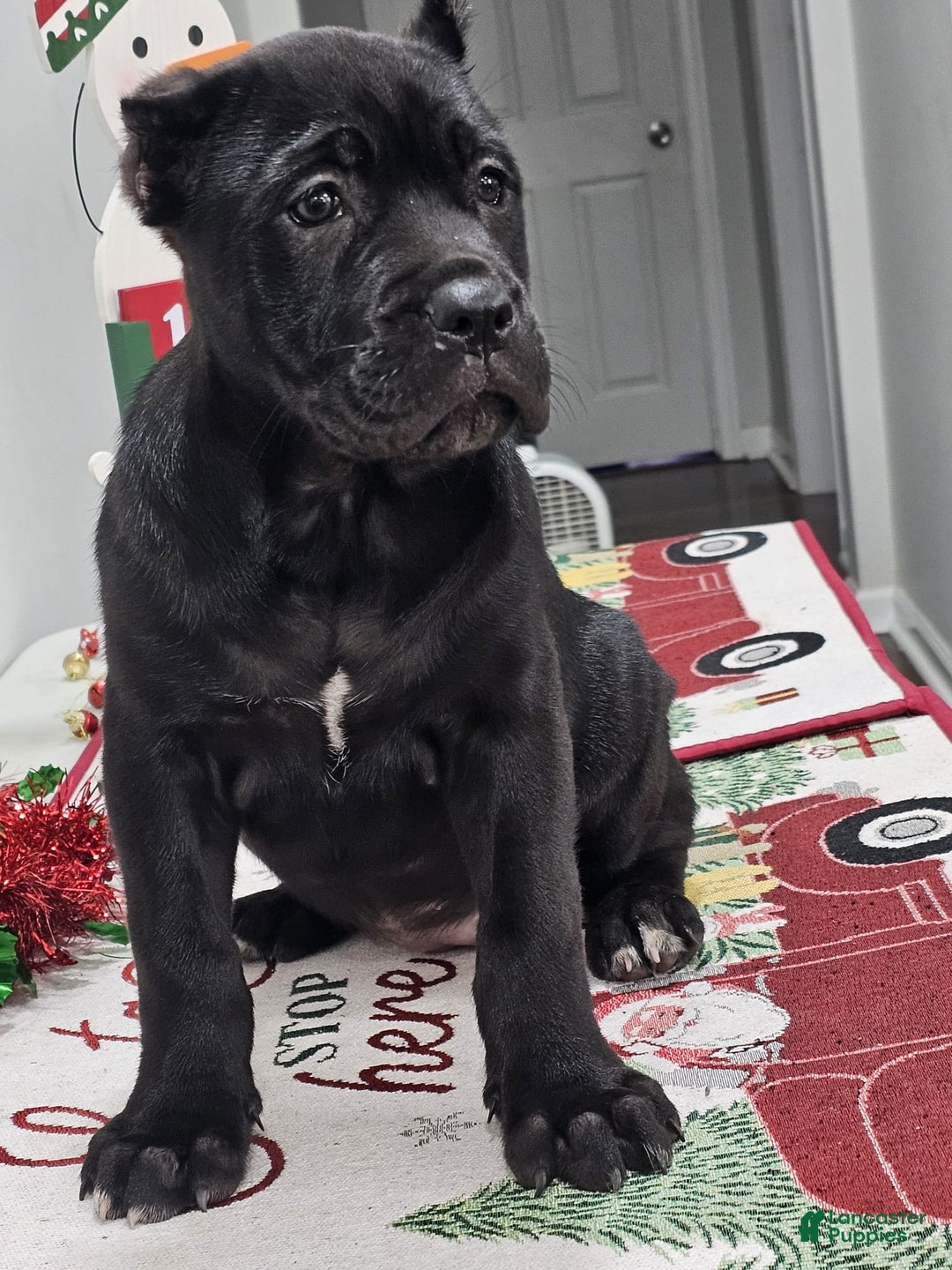 Cane Corso dogs for sale: GRACE - Ad 8