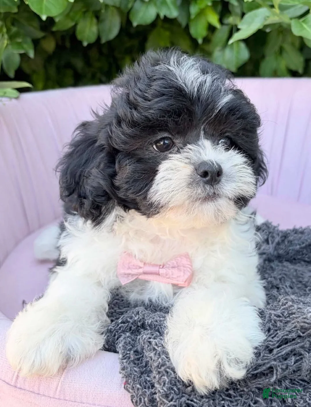 Shihpoo dogs for sale: Vincent - Ad 5