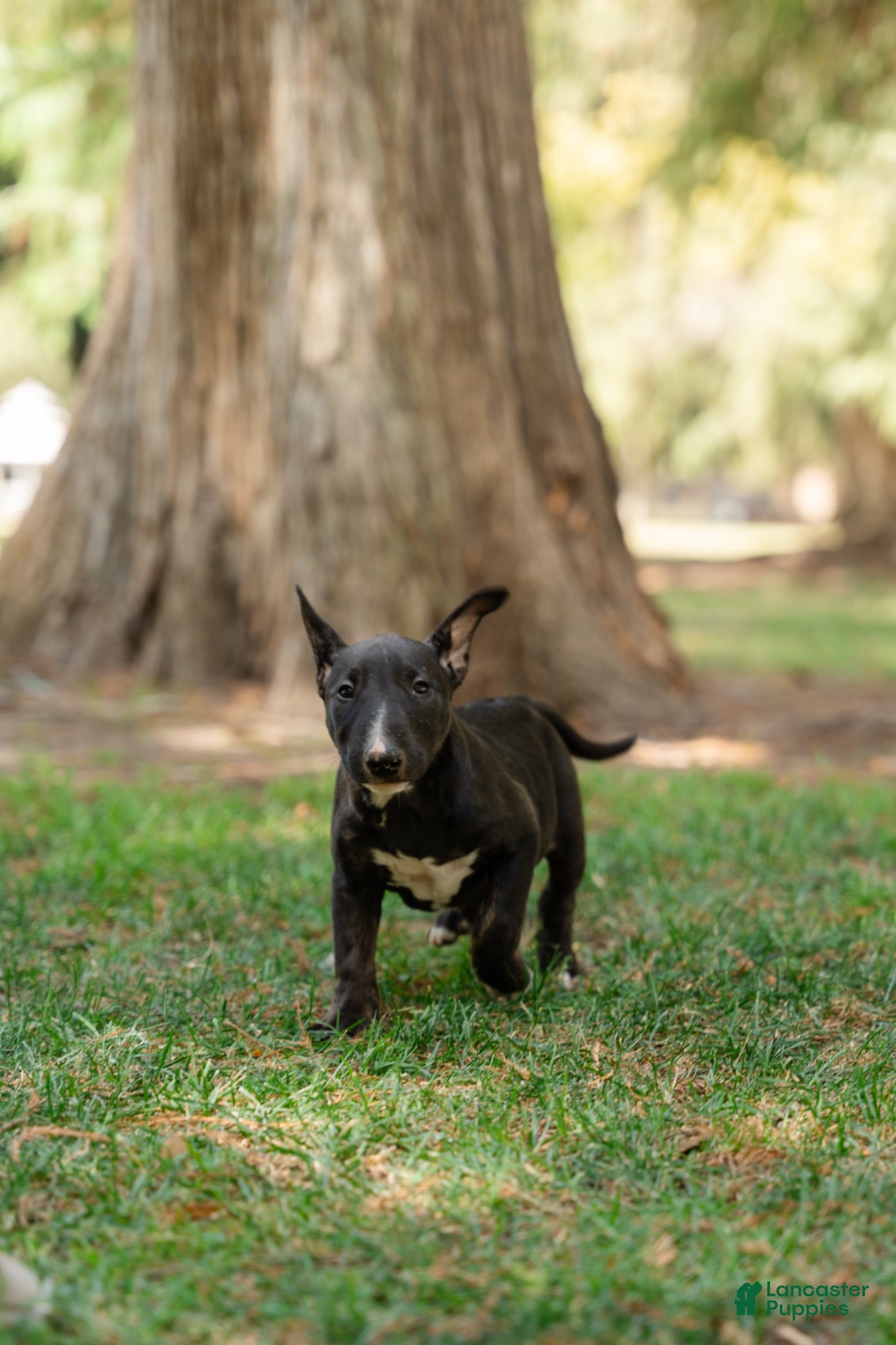 Bull Terrier dogs Bull Terrier 2 - Ad 1