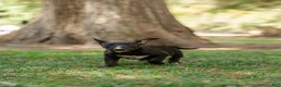 Bull Terrier dogs for sale: Bull Terrier 2 - Ad 1