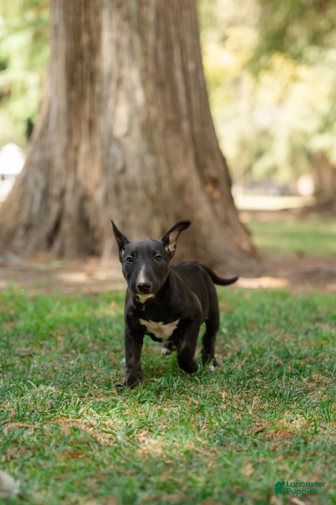 Bull Terrier dogs for sale: Bull Terrier 2 - Ad 1