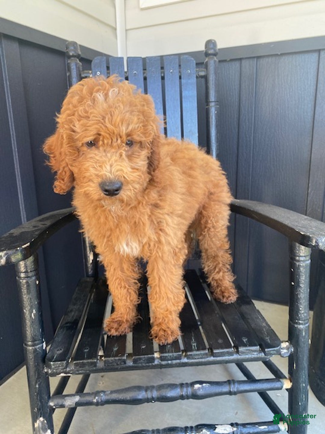 Miniature Poodle dogs for sale: Chance - Ad 2