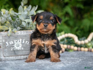 Yorkshire Terrier dogs Kingston - Ad 15