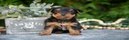Yorkshire Terrier dogs for sale: Kingston - Ad 1