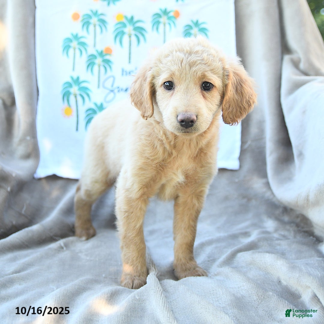 Mini Goldendoodle dogs for sale: Sassy - Ad 4
