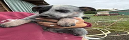 Australian Cattle Dog dogs for sale: Chloe - Ad 2