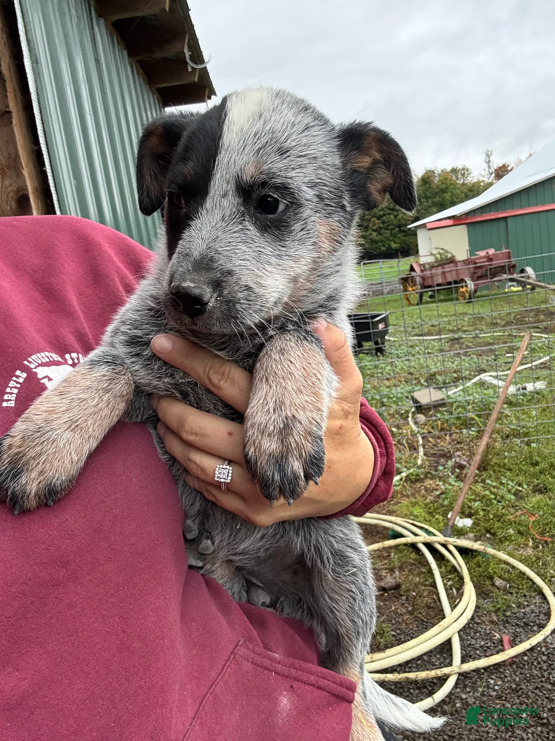 Australian Cattle Dog dogs for sale: Chloe - Ad 2