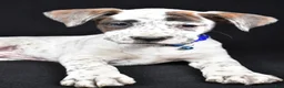 Boxer dogs for sale: Rascal Boxer mix - Ad 3
