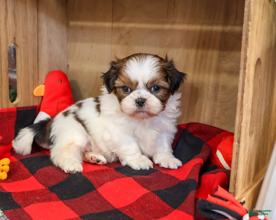 Shih Tzu dogs for sale: Junior - Ad 2