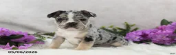 French Bulldog dogs for sale: Huck - Ad 5