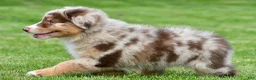 Australian Shepherd dogs for sale: Derek - Ad 5