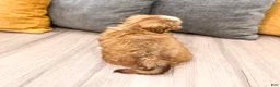 Shih Tzu dogs for sale: Skye - Ad 6