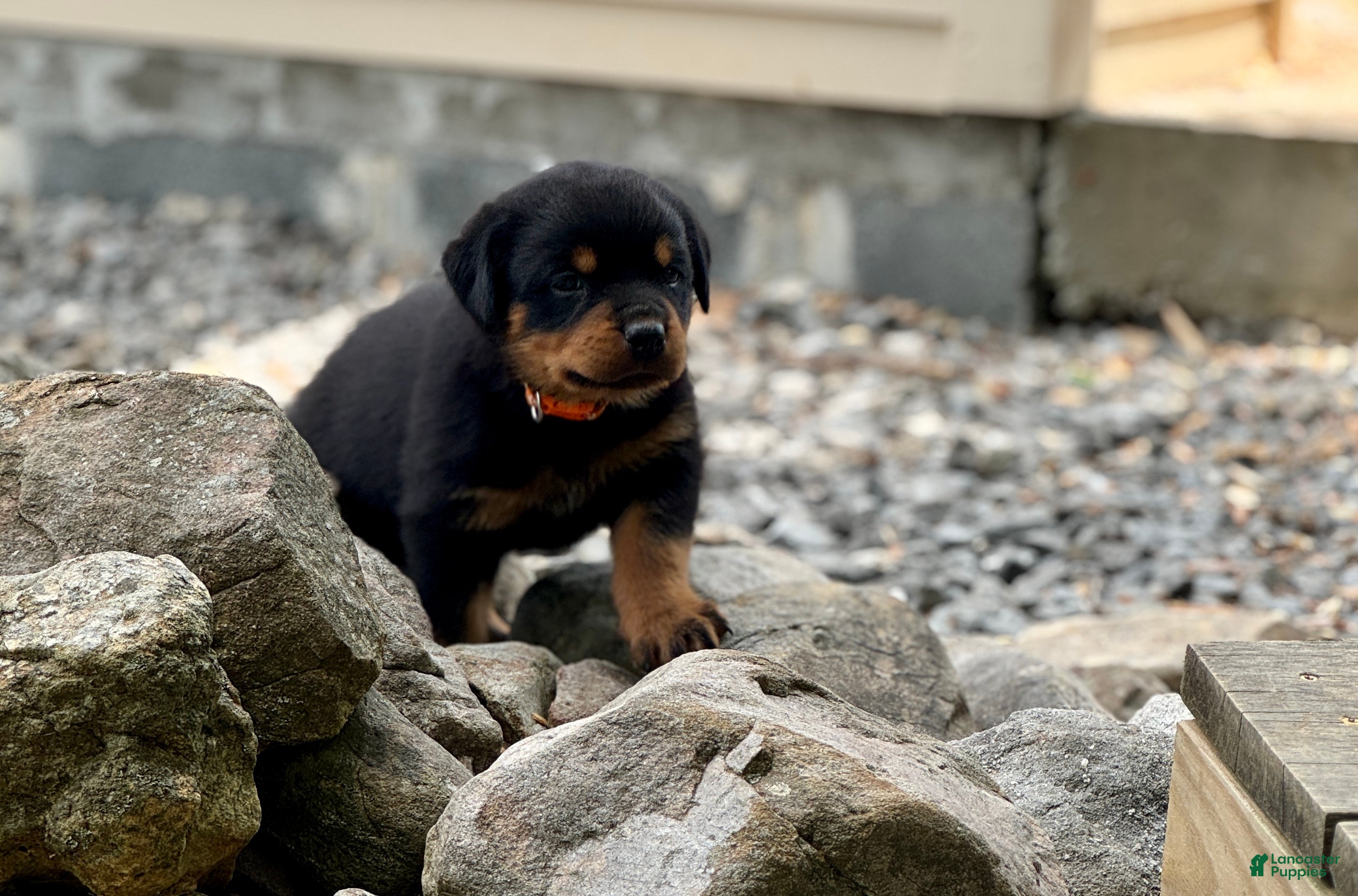 Rottweiler dogs Ezra  - Ad 2