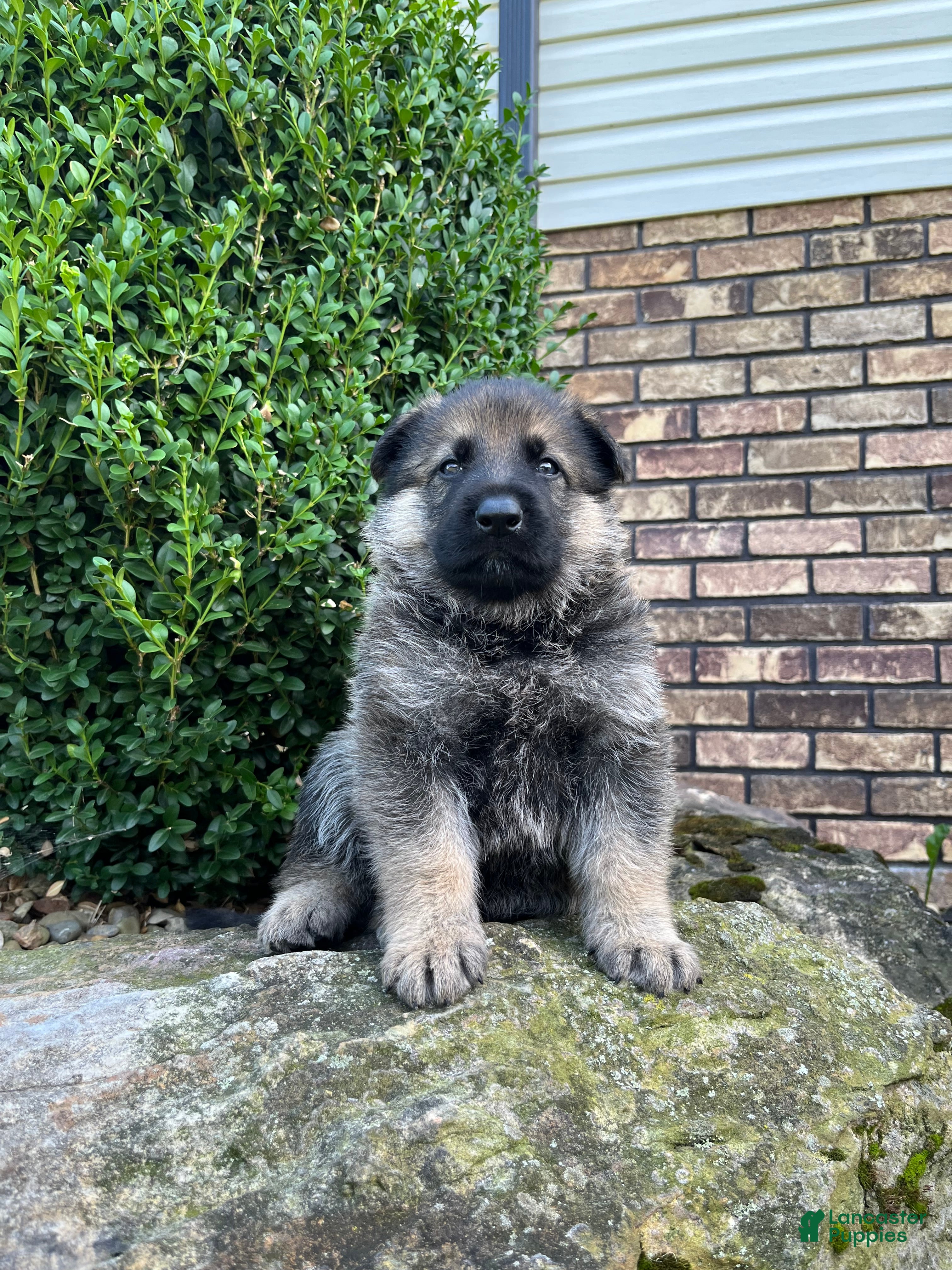 German Shepherd dogs Wilder - Ad 1