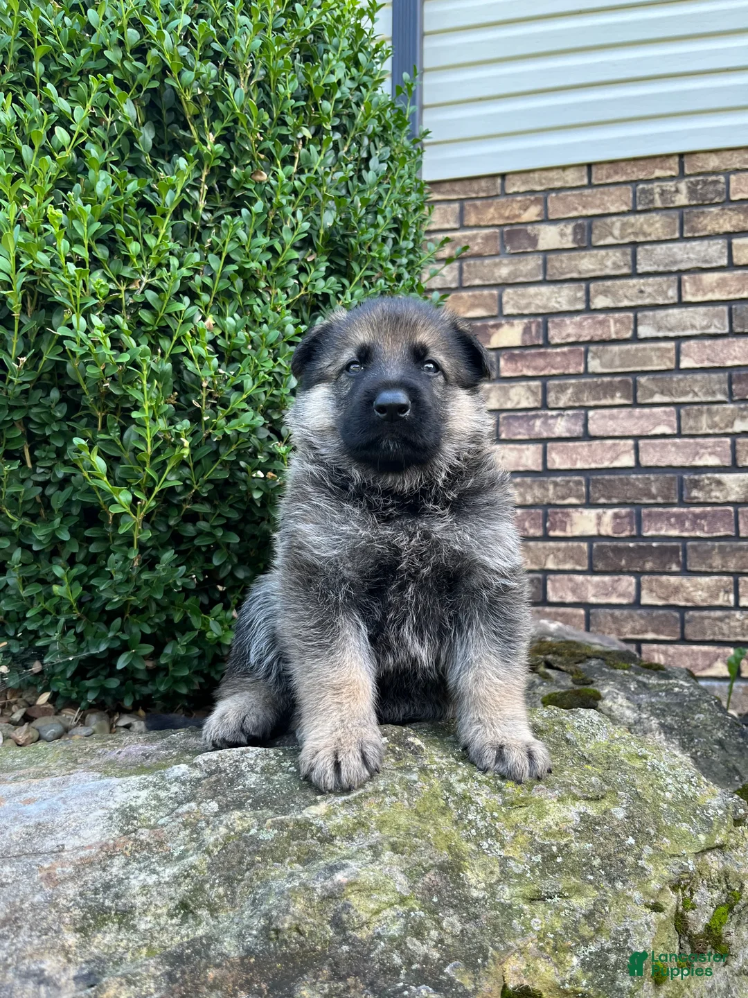 German Shepherd dogs for sale: Wilder - Ad 1