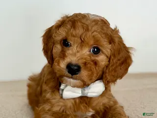 Mini Goldendoodle dogs Gingersnap-petite - Ad 27