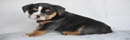 Beabull dogs for sale: Blossom - Ad 8