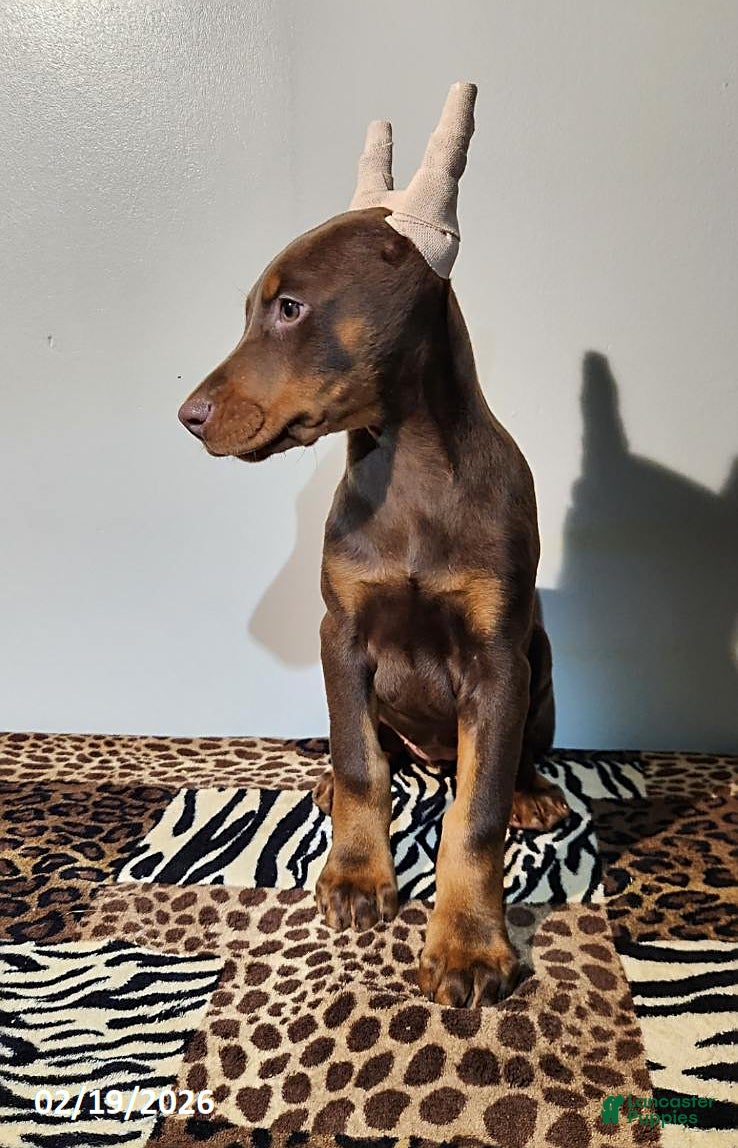 Doberman Pinscher dogs Ramona - Ad 2