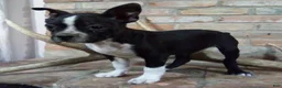 Boston Terrier dogs for sale: Buddy  - Ad 3