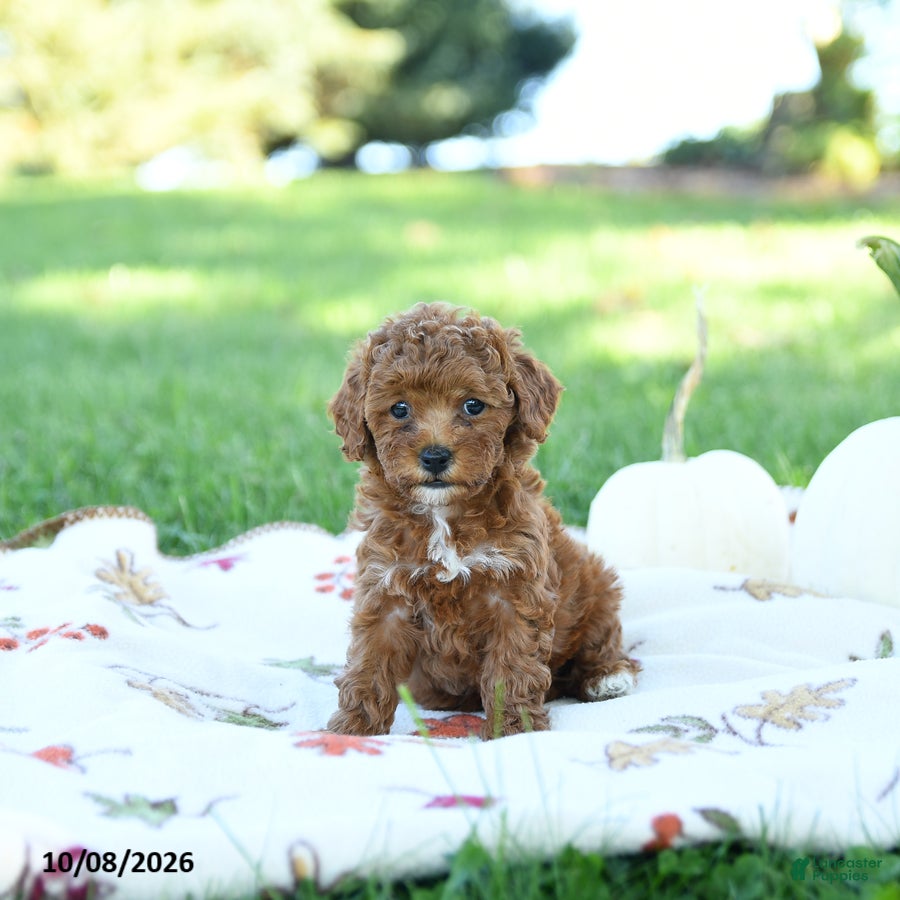 Toy Poodle dogs Chia  - Ad 2