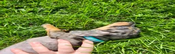 Miniature Dachshund dogs for sale: Sterling  - Ad 13